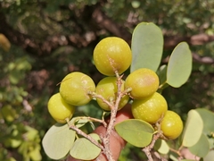 Pseudolachnostylis maprouneifolia