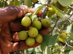 Pseudolachnostylis maprouneifolia