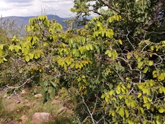 Pseudolachnostylis maprouneifolia