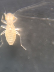 Trogium pulsatorium