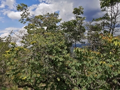 Pseudolachnostylis maprouneifolia