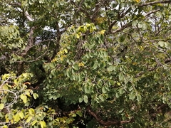 Pseudolachnostylis maprouneifolia