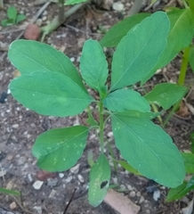 Porophyllum ruderale