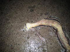 Xenochrophis vittatus