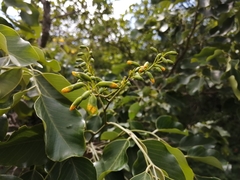 Pterocarpus rotundifolius
