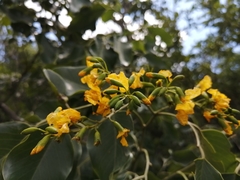 Pterocarpus rotundifolius