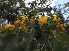 Pterocarpus rotundifolius
