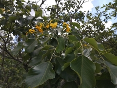 Pterocarpus rotundifolius