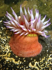 Epiactis australiensis image