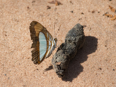 Adelpha thoasa