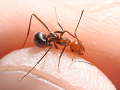 Myrmecocystus placodops