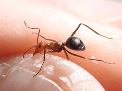 Myrmecocystus placodops