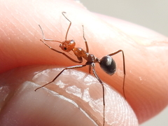 Myrmecocystus placodops