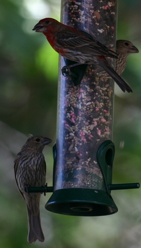 iNaturalist observation photo of House Finch