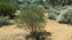 Senna artemisioides coriacea