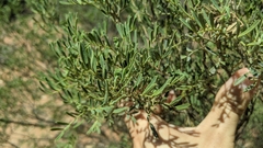 Senna artemisioides coriacea