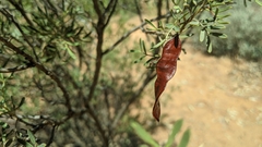 Senna artemisioides coriacea