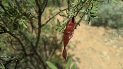 Senna artemisioides coriacea