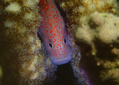 Spotted Coral Croucher photo 1