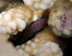 Spotted Coral Croucher photo 3