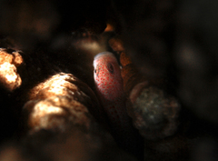 Spotted Coral Croucher photo 4