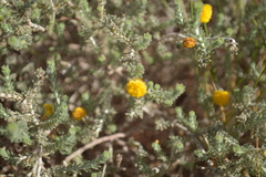 Acacia adoxa