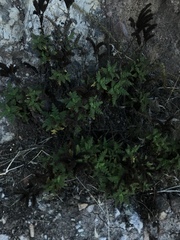 Phacelia ixodes