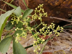 Cyphostemma puberulum