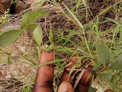 Cyphostemma puberulum