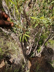 Rhoicissus revoilii