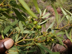 Rhoicissus revoilii