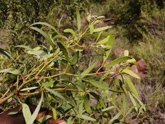 Rhoicissus revoilii