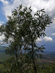 Rhoicissus revoilii
