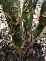 Commiphora marlothii