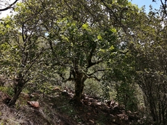 Commiphora marlothii
