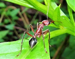 Myrmecia comata