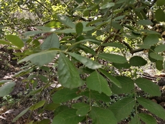 Commiphora marlothii