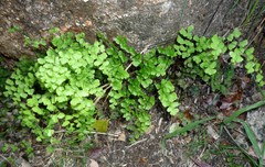 Adiantum atroviride