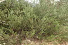 Acacia bivenosa