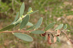 Acacia bivenosa