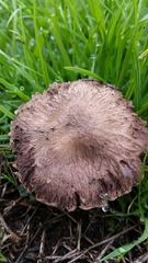 Agaricus incultorum
