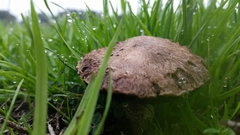 Agaricus incultorum