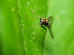 Chrysotus spectabilis