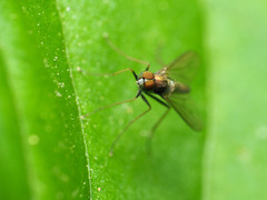 Chrysotus spectabilis