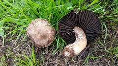 Agaricus incultorum