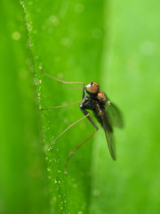 Chrysotus spectabilis