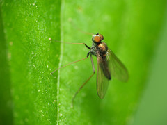 Chrysotus spectabilis