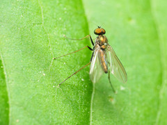 Chrysotus spectabilis