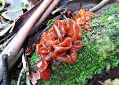 Phaeotremella fimbriata