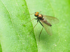 Chrysotus spectabilis